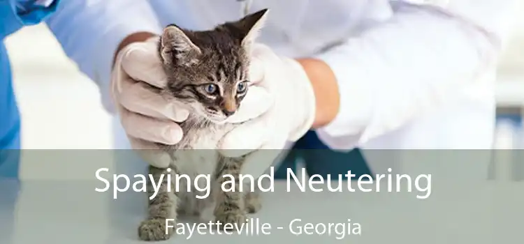 Spaying and Neutering Fayetteville - Georgia