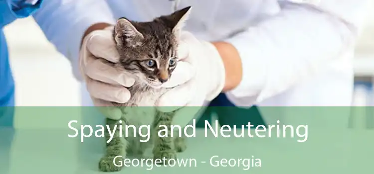 Spaying and Neutering Georgetown - Georgia