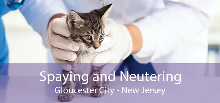 Spaying and Neutering Gloucester City - New Jersey