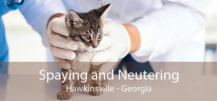 Spaying and Neutering Hawkinsville - Georgia