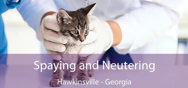 Spaying and Neutering Hawkinsville - Georgia