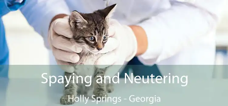 Spaying and Neutering Holly Springs - Georgia