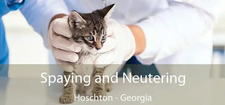 Spaying and Neutering Hoschton - Georgia