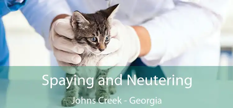 Spaying and Neutering Johns Creek - Georgia