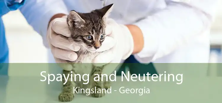 Spaying and Neutering Kingsland - Georgia