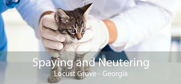 Spaying and Neutering Locust Grove - Georgia