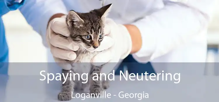 Spaying and Neutering Loganville - Georgia