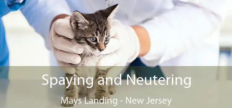 Spaying and Neutering Mays Landing - New Jersey