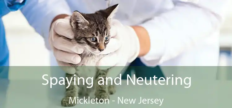 Spaying and Neutering Mickleton - New Jersey
