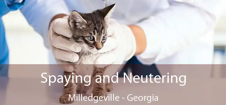 Spaying and Neutering Milledgeville - Georgia