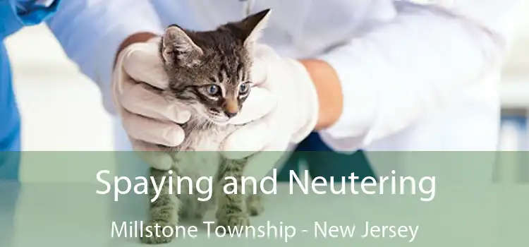 Spaying and Neutering Millstone Township - New Jersey