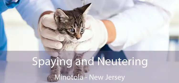 Spaying and Neutering Minotola - New Jersey