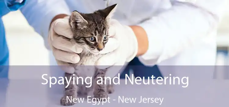 Spaying and Neutering New Egypt - New Jersey