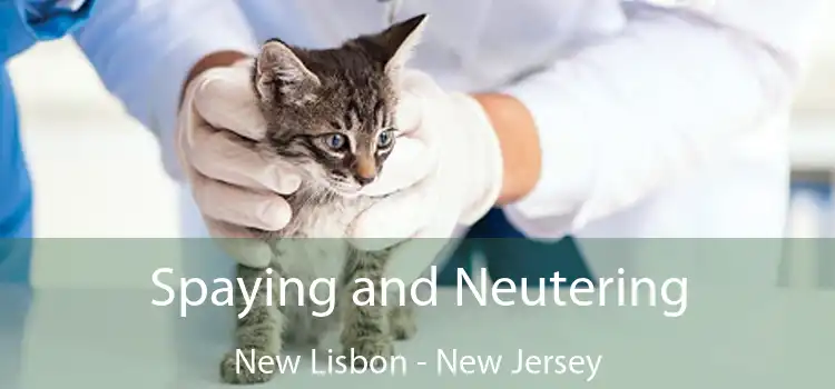 Spaying and Neutering New Lisbon - New Jersey