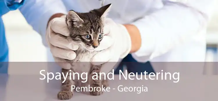 Spaying and Neutering Pembroke - Georgia