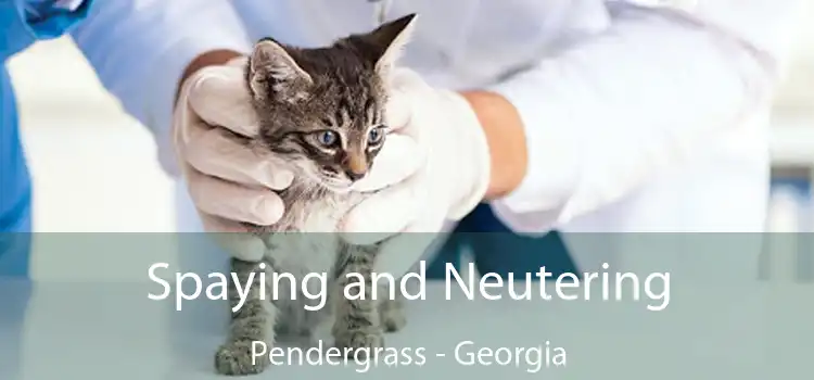 Spaying and Neutering Pendergrass - Georgia