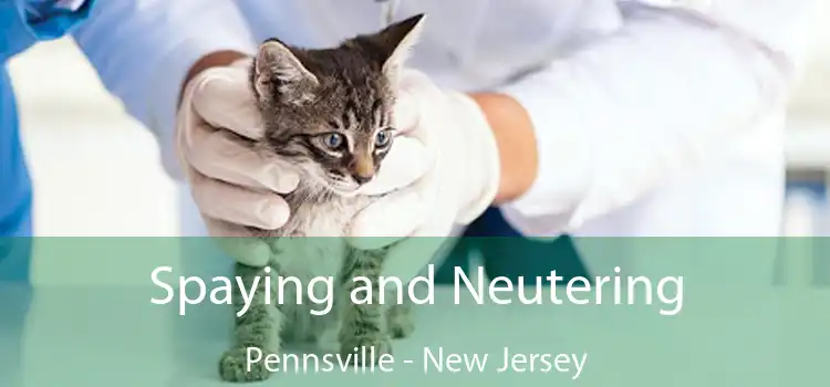 Spaying and Neutering Pennsville - New Jersey