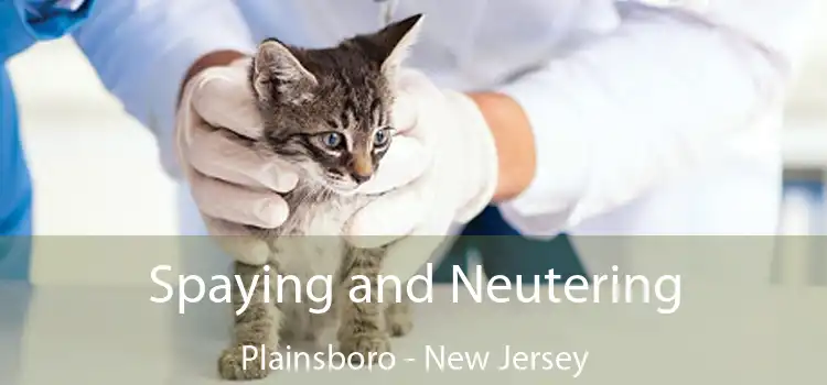 Spaying and Neutering Plainsboro - New Jersey