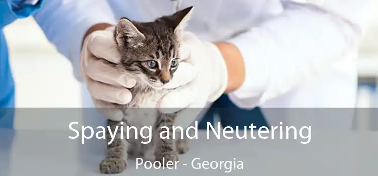 Spaying and Neutering Pooler - Georgia