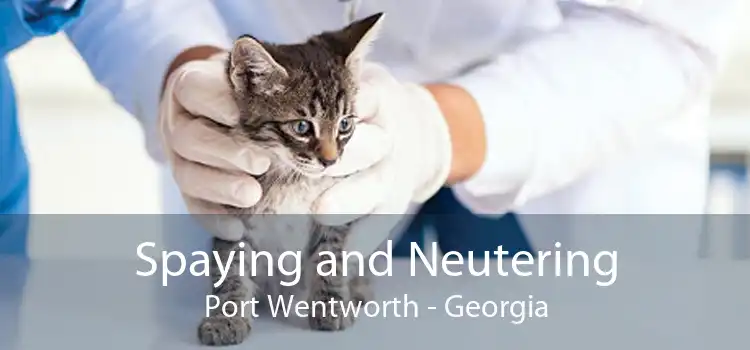 Spaying and Neutering Port Wentworth - Georgia