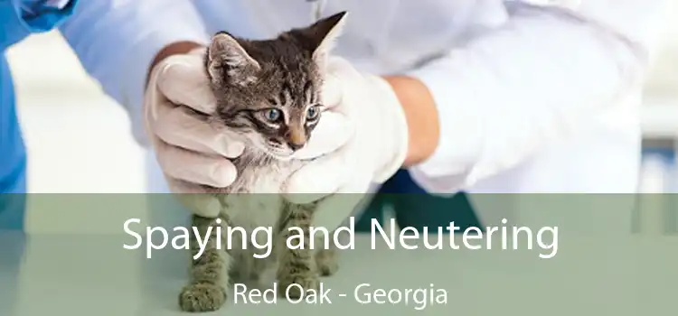 Spaying and Neutering Red Oak - Georgia