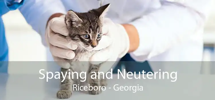 Spaying and Neutering Riceboro - Georgia