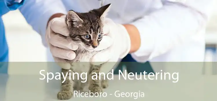 Spaying and Neutering Riceboro - Georgia