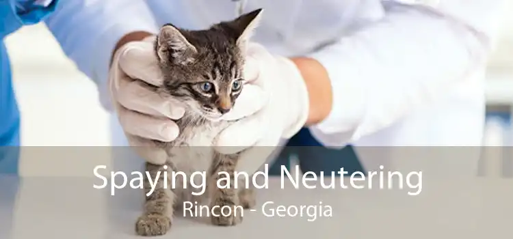 Spaying and Neutering Rincon - Georgia