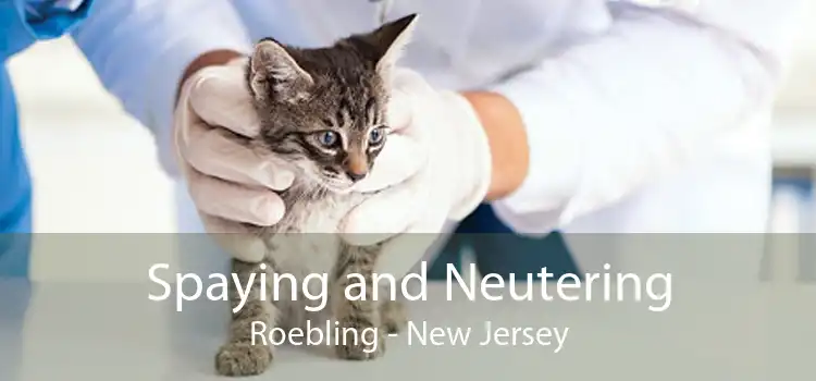 Spaying and Neutering Roebling - New Jersey