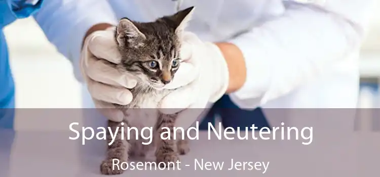 Spaying and Neutering Rosemont - New Jersey
