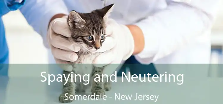 Spaying and Neutering Somerdale - New Jersey