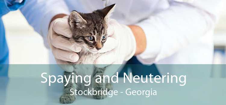 Spaying and Neutering Stockbridge - Georgia