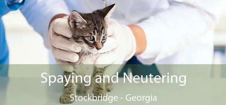 Spaying and Neutering Stockbridge - Georgia