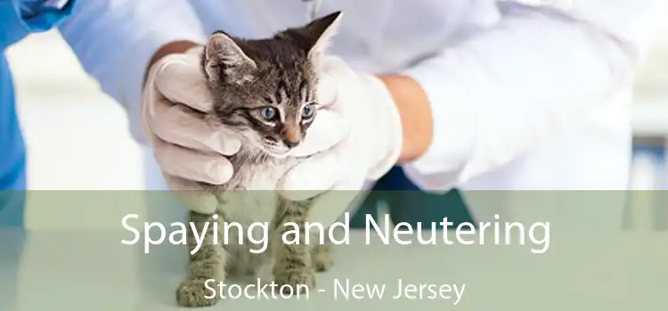 Spaying and Neutering Stockton - New Jersey
