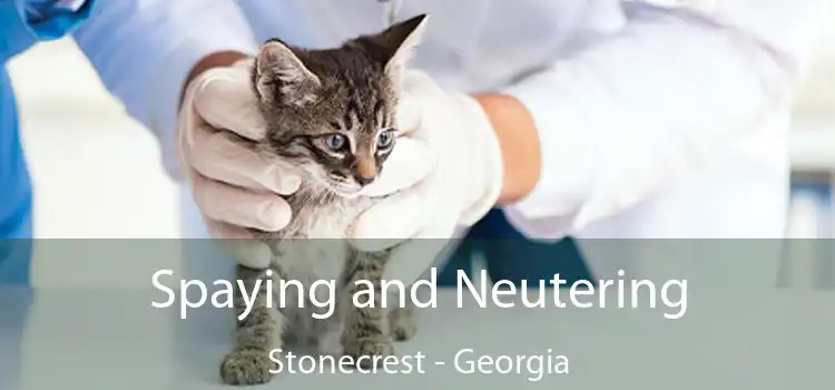 Spaying and Neutering Stonecrest - Georgia