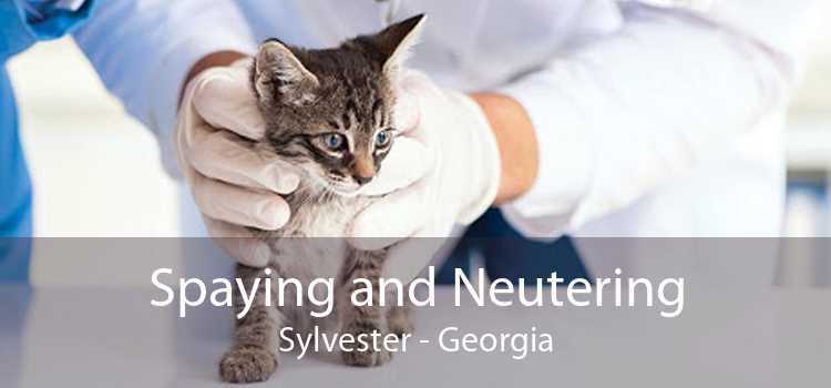 Spaying and Neutering Sylvester - Georgia