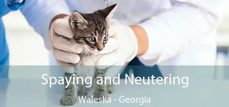 Spaying and Neutering Waleska - Georgia