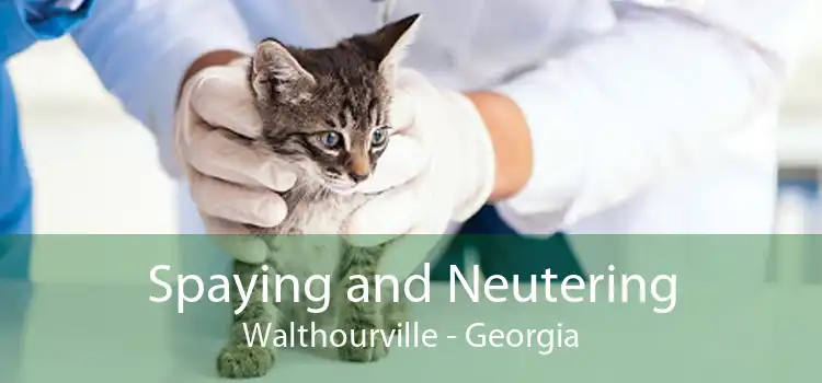 Spaying and Neutering Walthourville - Georgia