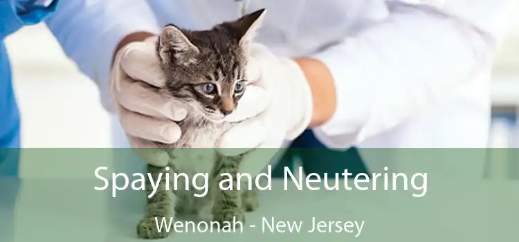 Spaying and Neutering Wenonah - New Jersey