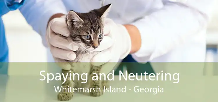 Spaying and Neutering Whitemarsh Island - Georgia