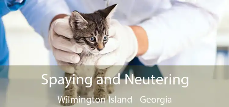 Spaying and Neutering Wilmington Island - Georgia