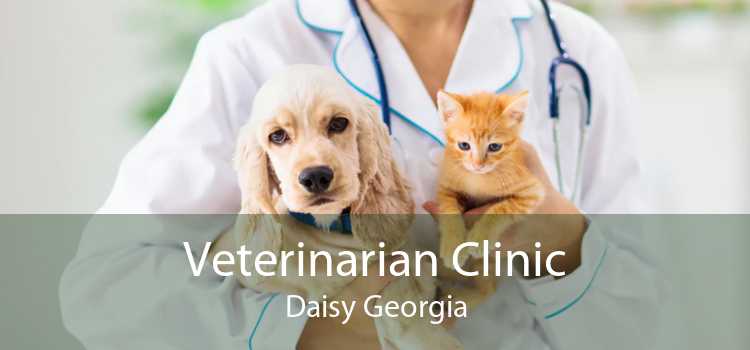 Veterinarian Clinic Daisy Georgia