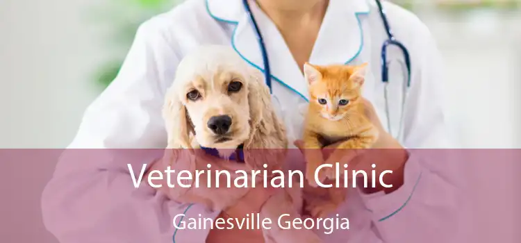 Veterinarian Clinic Gainesville Georgia