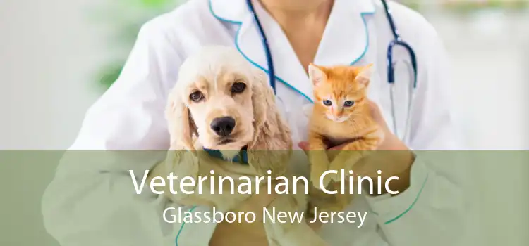 Veterinarian Clinic Glassboro New Jersey