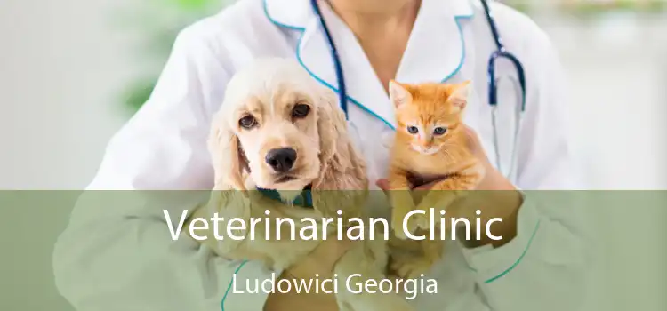 Veterinarian Clinic Ludowici Georgia