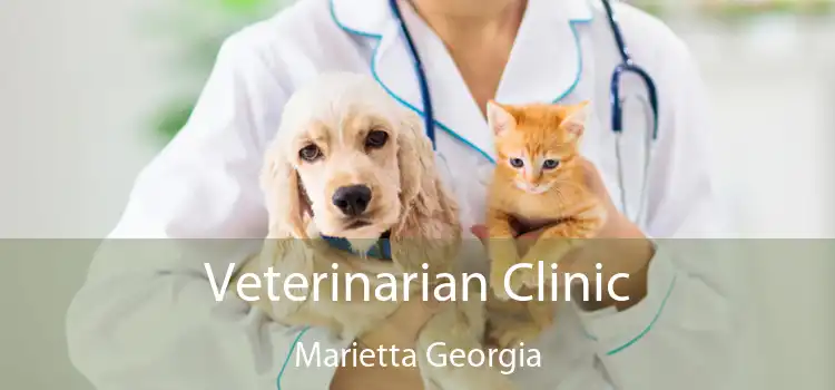 Veterinarian Clinic Marietta Georgia