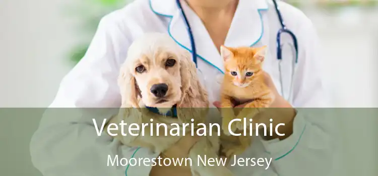 Veterinarian Clinic Moorestown New Jersey