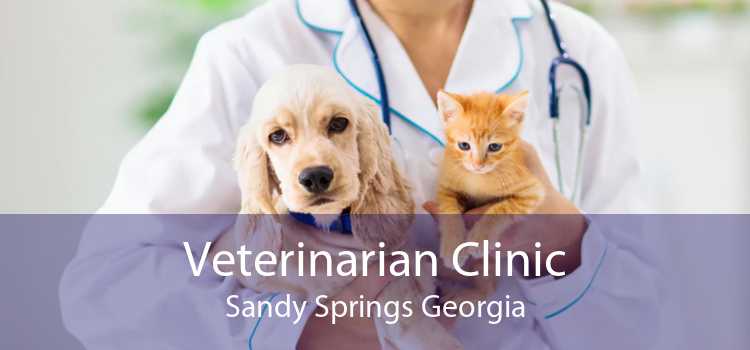 Veterinarian Clinic Sandy Springs Georgia