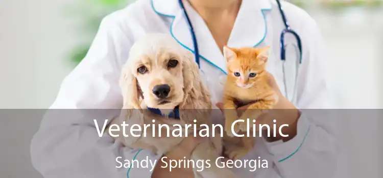 Veterinarian Clinic Sandy Springs Georgia