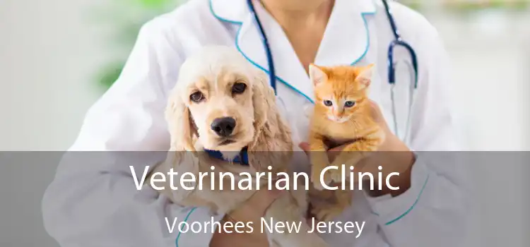 Veterinarian Clinic Voorhees New Jersey